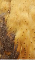 Photo Textures of Animals Skin